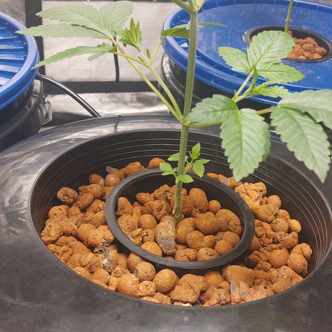 PB Souffle  growlog timeline photo
