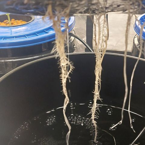 PB Souffle  growlog timeline photo
