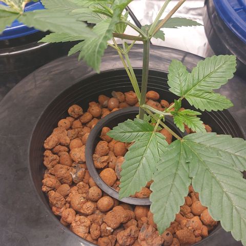 PB Souffle  growlog timeline photo