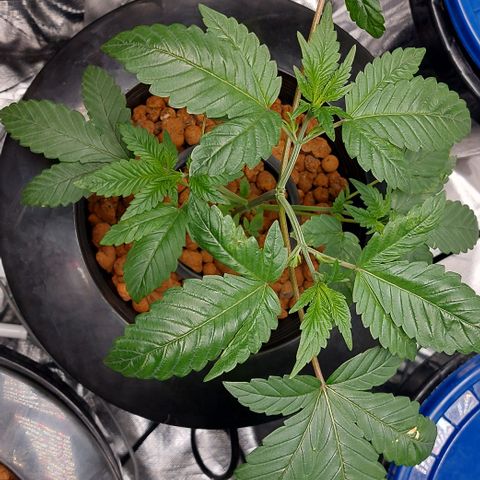 PB Souffle  growlog timeline photo