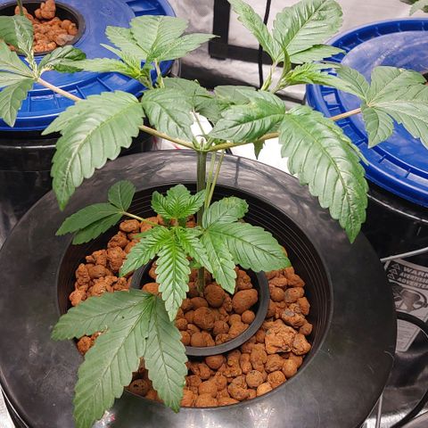 PB Souffle  growlog timeline photo