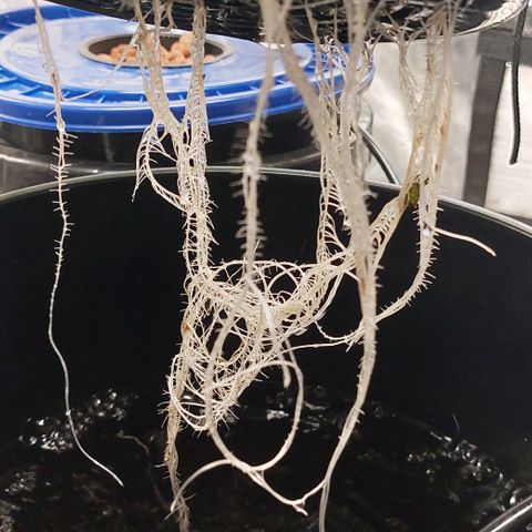 PB Souffle  growlog timeline photo