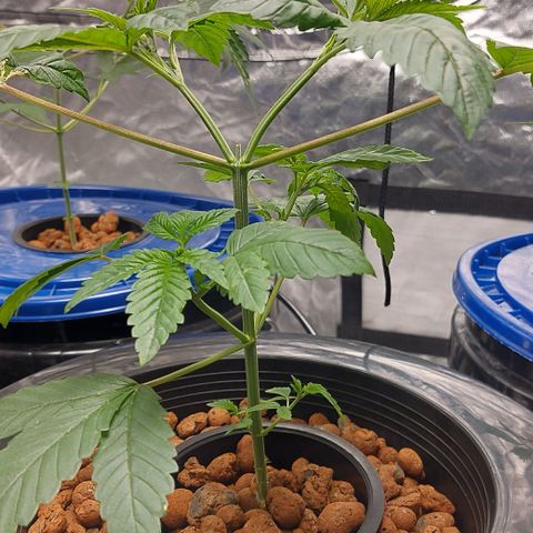 PB Souffle  growlog timeline photo