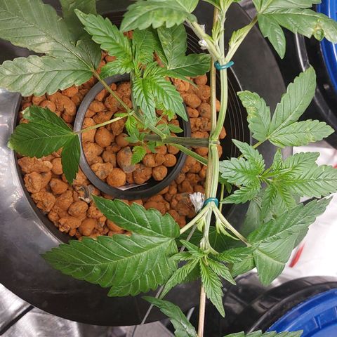 PB Souffle  growlog timeline photo