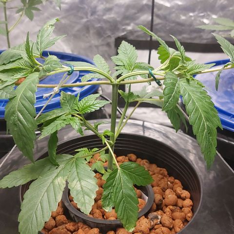PB Souffle  growlog timeline photo