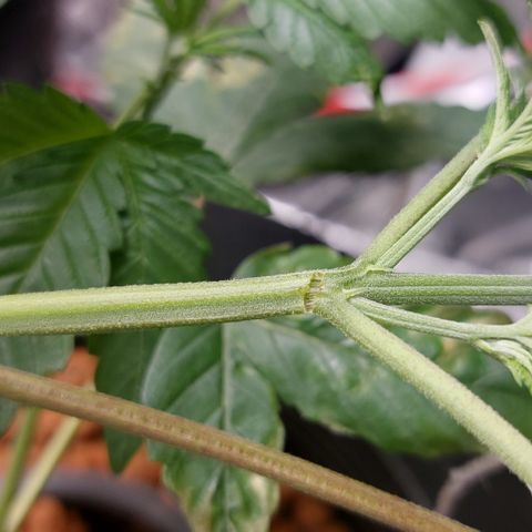 PB Souffle  growlog timeline photo