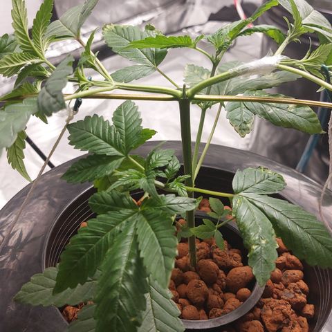 PB Souffle  growlog timeline photo