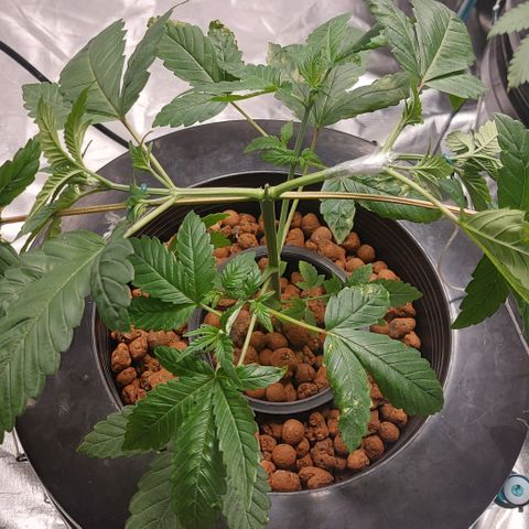 PB Souffle  growlog timeline photo
