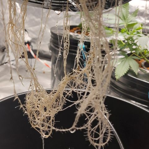 PB Souffle  growlog timeline photo