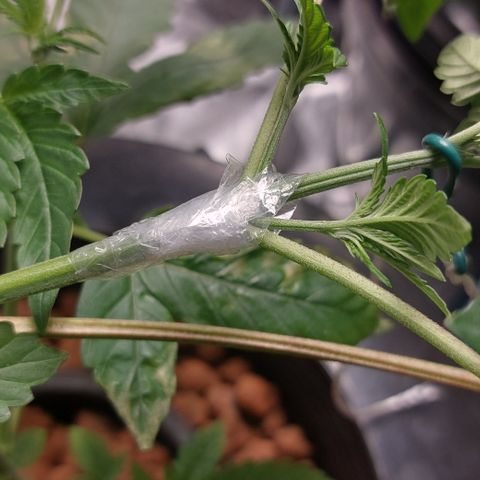 PB Souffle  growlog timeline photo