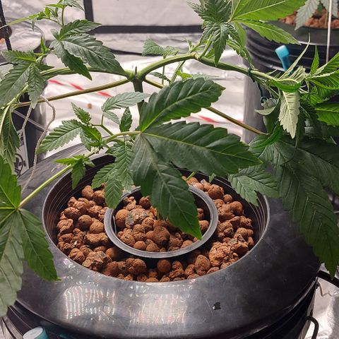 PB Souffle  growlog timeline photo