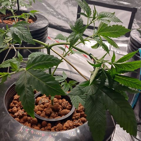 PB Souffle  growlog timeline photo