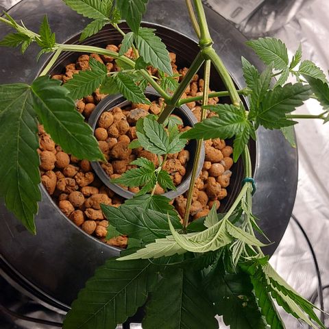 PB Souffle  growlog timeline photo