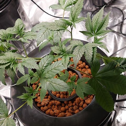 PB Souffle  growlog timeline photo