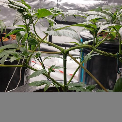 PB Souffle  growlog timeline photo