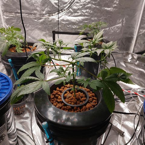 PB Souffle  growlog timeline photo