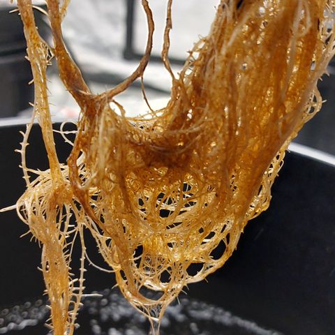 PB Souffle  growlog timeline photo