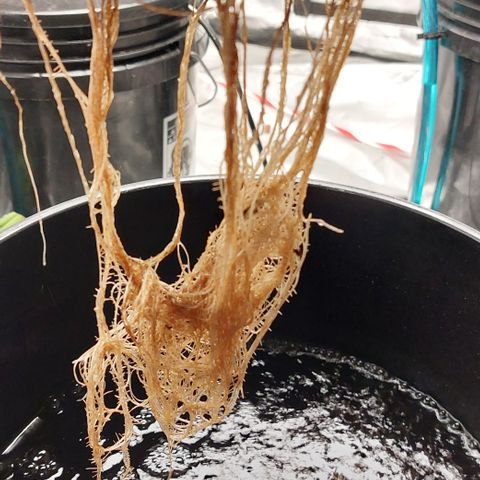 PB Souffle  growlog timeline photo