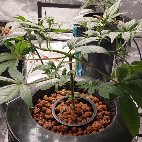 PB Souffle  growlog timeline photo