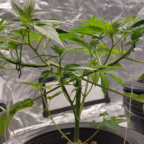 PB Souffle  growlog timeline photo