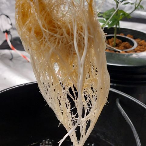 PB Souffle  growlog timeline photo