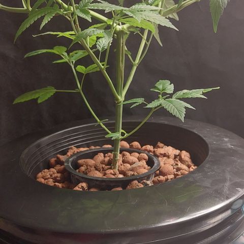 PB Souffle  growlog timeline photo