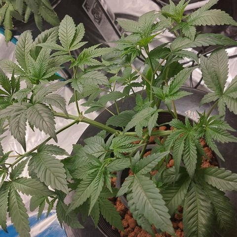 PB Souffle  growlog timeline photo