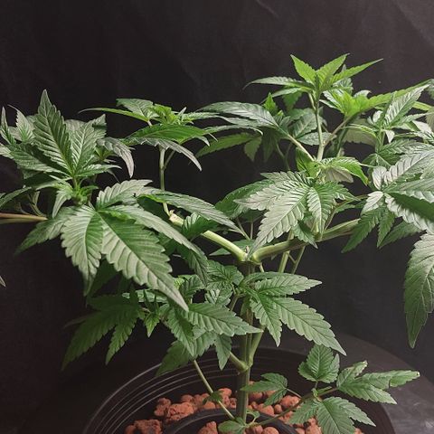 PB Souffle  growlog timeline photo