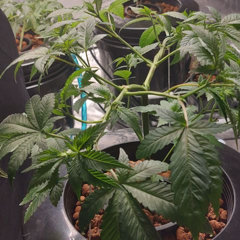 PB Souffle  growlog timeline photo