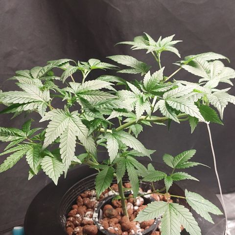 PB Souffle  growlog timeline photo