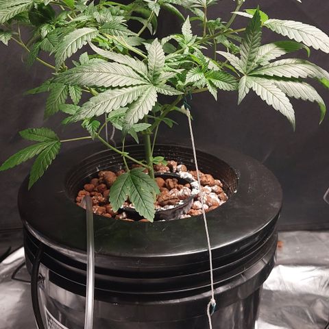PB Souffle  growlog timeline photo