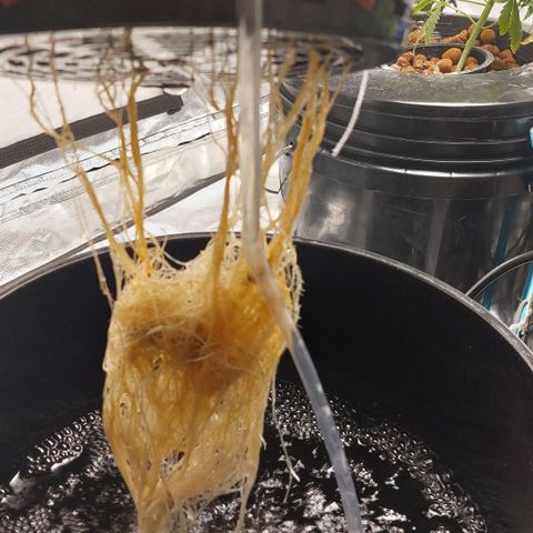 PB Souffle  growlog timeline photo