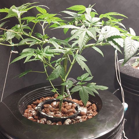 PB Souffle  growlog timeline photo