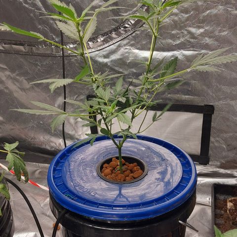 Purple Girls growlog timeline photo