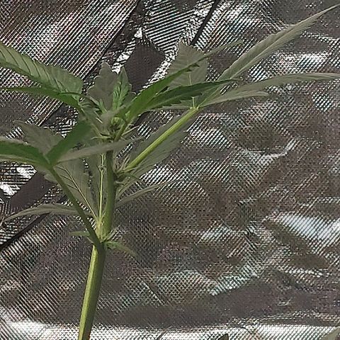Purple Girls growlog timeline photo