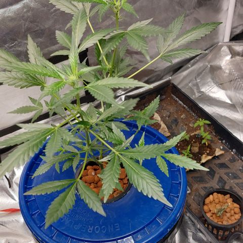 Purple Girls growlog timeline photo