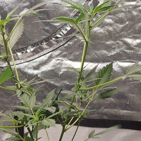Purple Girls growlog timeline photo