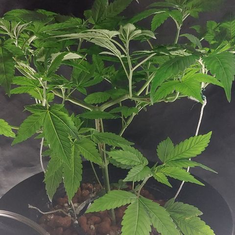 PB Souffle  growlog timeline photo