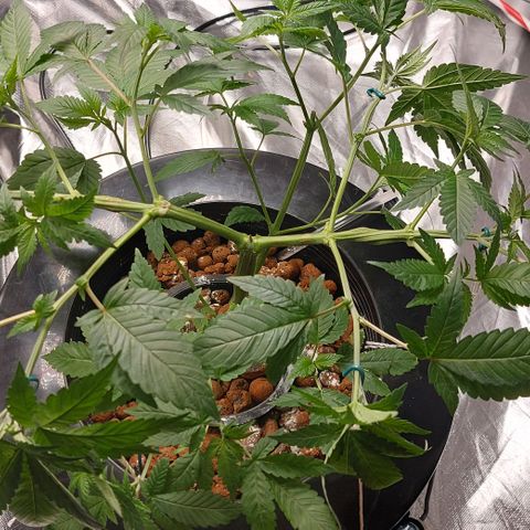 PB Souffle  growlog timeline photo