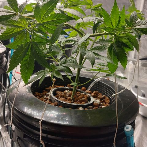 PB Souffle  growlog timeline photo