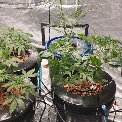 Purple Girls growlog timeline photo