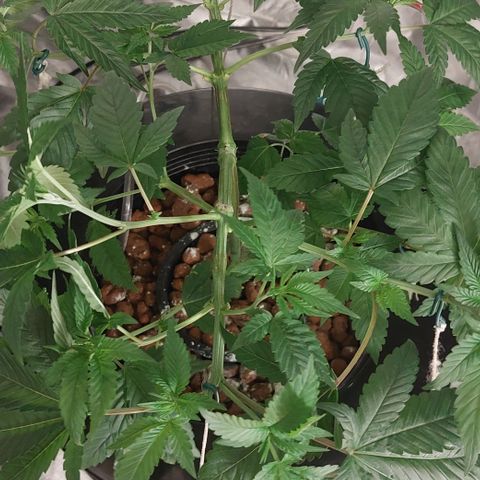 PB Souffle  growlog timeline photo