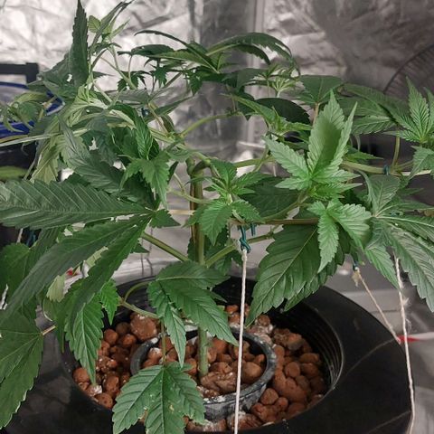 PB Souffle  growlog timeline photo