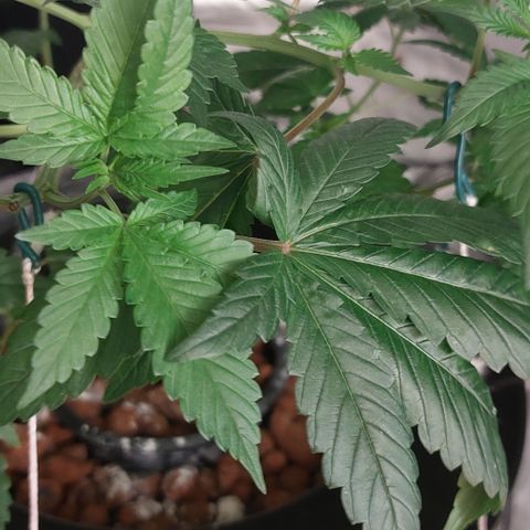 PB Souffle  growlog timeline photo