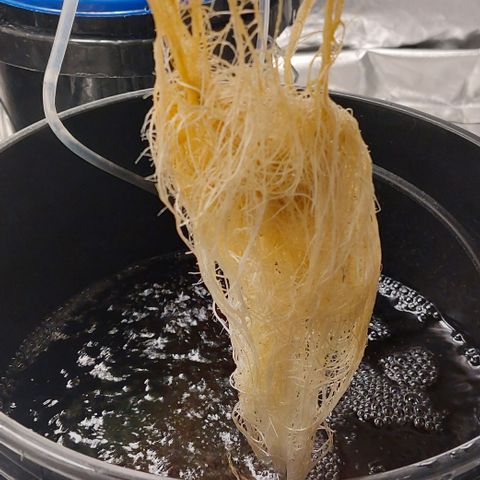 PB Souffle  growlog timeline photo