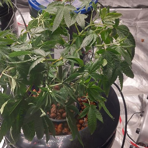 PB Souffle  growlog photo: Not sure what's going on but after the reservoir change, she's all droopy. Check everything and can't figure it out. 