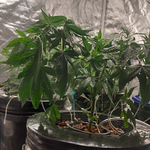 PB Souffle  growlog photo: Not sure what's going on but after the reservoir change, she's all droopy. Check everything and can't figure it out. 