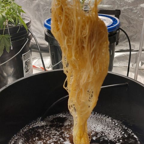 PB Souffle  growlog timeline photo