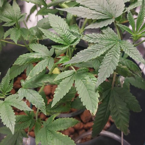 PB Souffle  growlog timeline photo