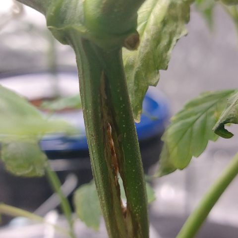 PB Souffle  growlog timeline photo